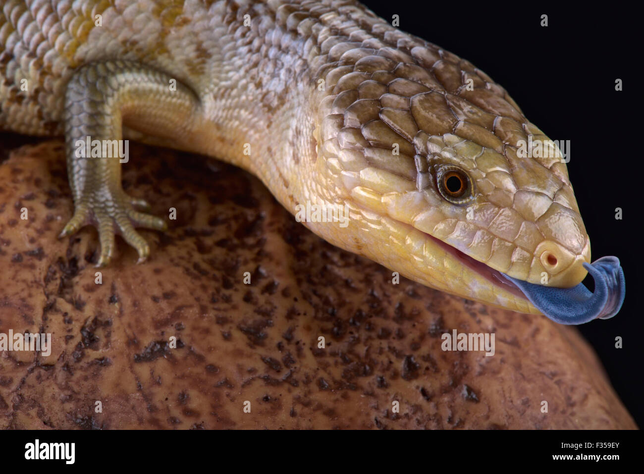 Tanimbar scinque langue bleue (Tiliqua scincoides chimerea) Banque D'Images