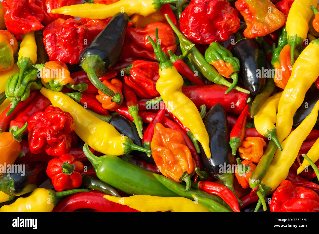 Une variété de piments frais (aji limon, jalapeno, jalapeno pourpre, Scotch Bonnet, bird's eye, naga, aci sivri) cultivés dans le Royaume-Uni. Banque D'Images