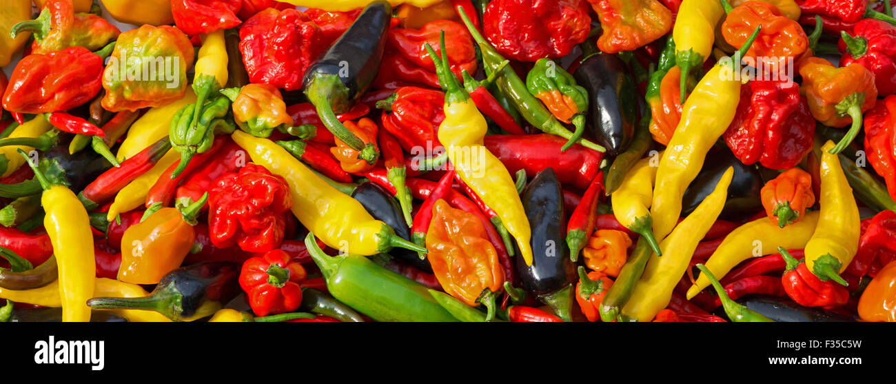 Piments frais mixtes (aji limon, jalapeno, jalapeno pourpre, Scotch Bonnet, bird's eye, naga, aci sivri) cultivés dans le Royaume-Uni. Banque D'Images