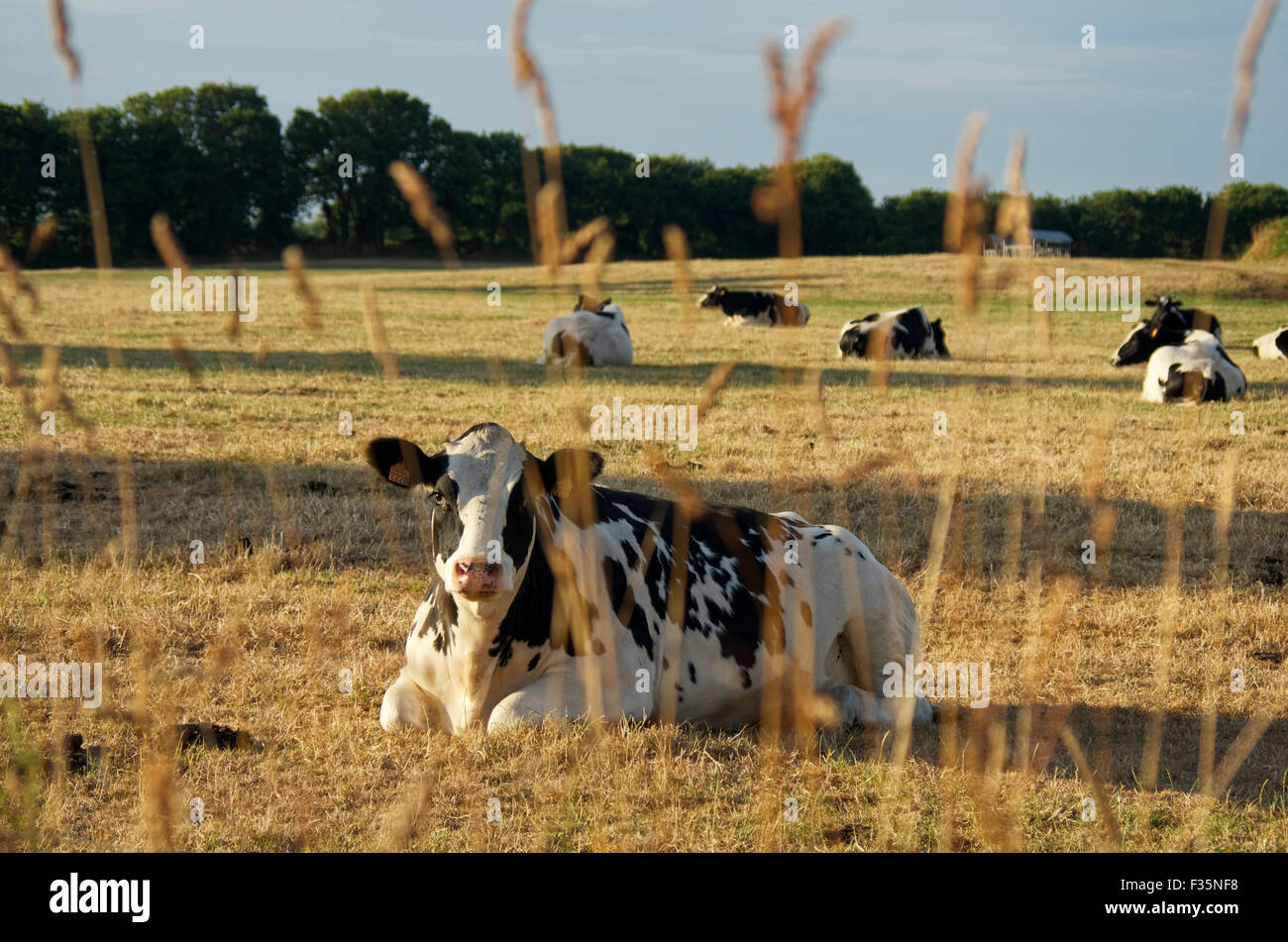 Une vache frisonne repose dans une prairie Bretagne France Banque D'Images