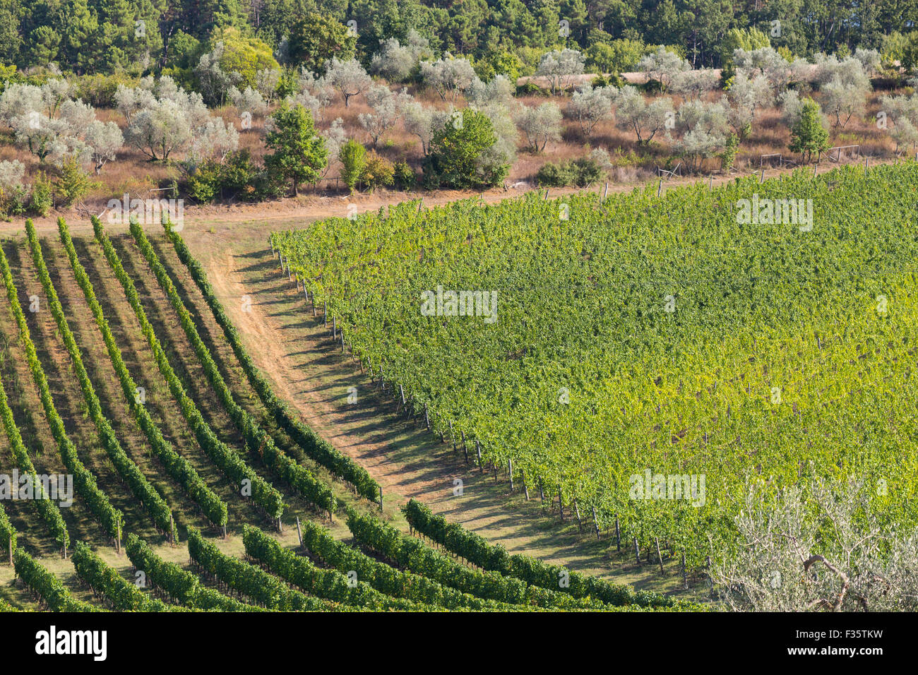 Vignoble La Loggia en Chianti, Toscane, Italie Banque D'Images
