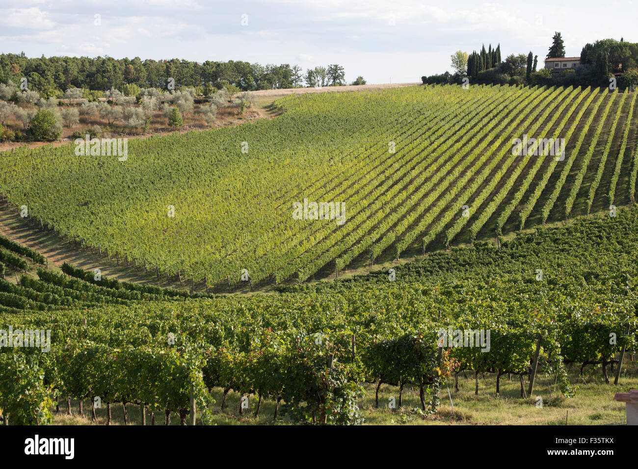 Vignoble en Chianti, Toscane, Italie Banque D'Images