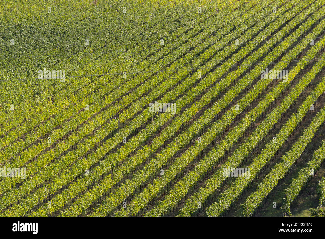 San Casciano, Toscane, Vignoble La Loggia Banque D'Images