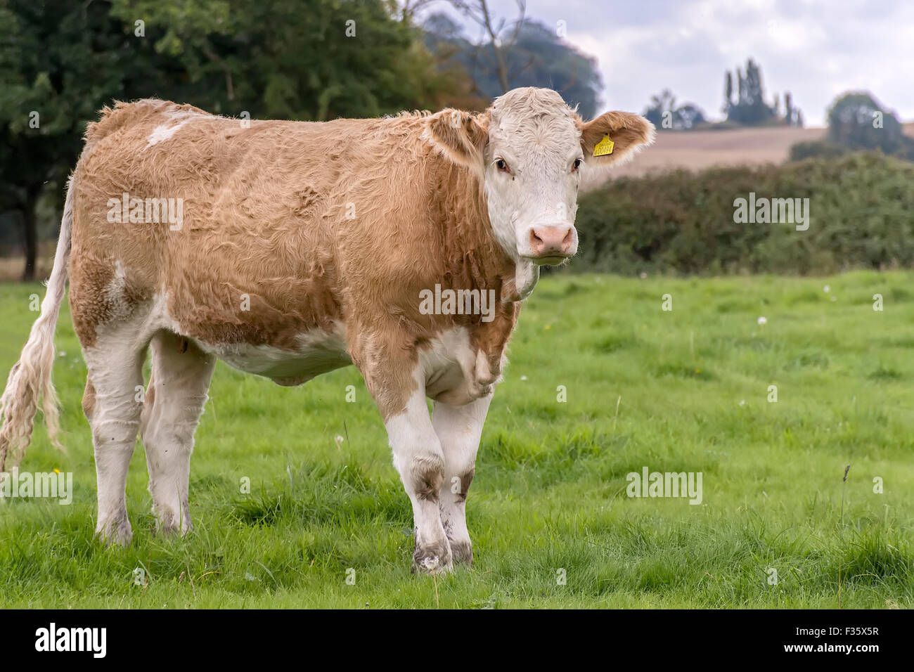 Les jeunes vaches Simmental Berkshire UK Banque D'Images