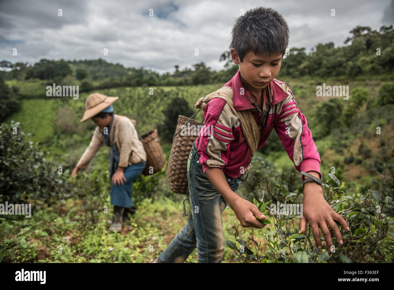 Les cueilleurs de thé à l'œuvre dans les montagnes à proximité de Kalaw dans l'Etat Shan, Myanmar. Banque D'Images