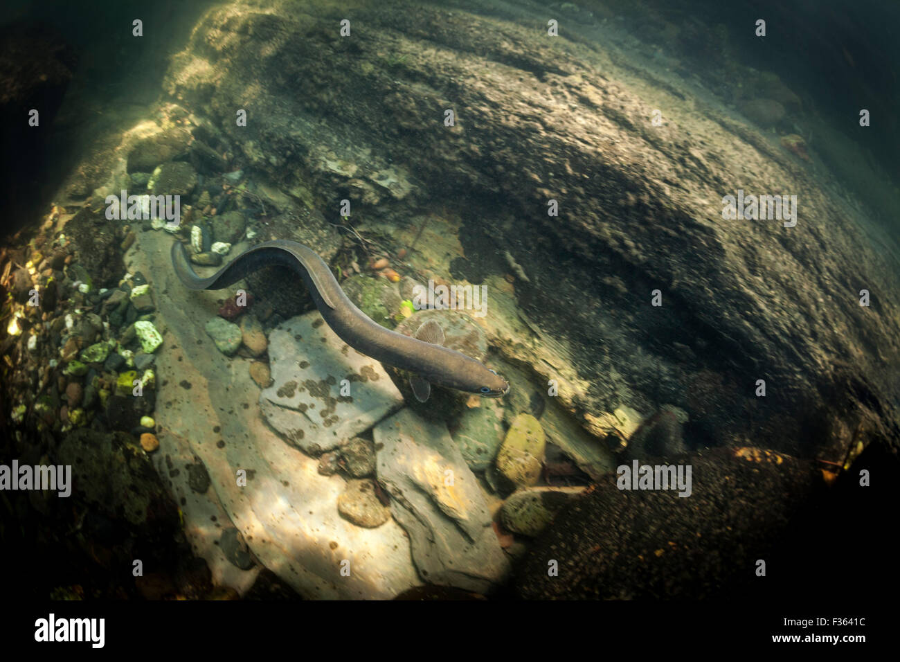 Une rivière anguille (Anguilla anguilla) nager dans la rivière Nivelle (France). Anguille commune nageant dans la Nivelle (France). Banque D'Images