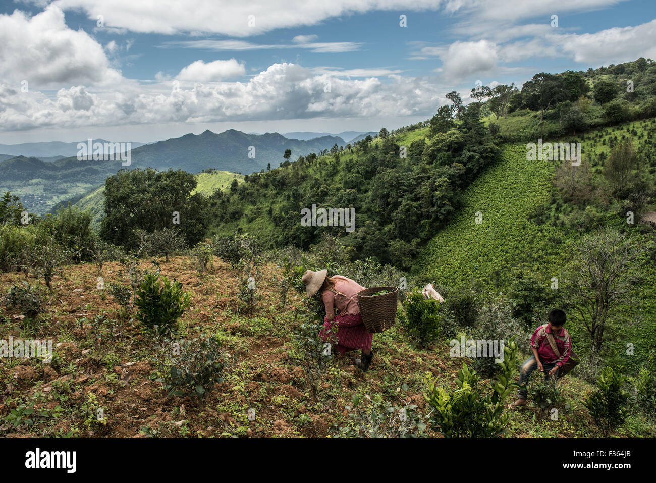 Les cueilleurs de thé à l'œuvre dans les montagnes à proximité de Kalaw dans l'Etat Shan, Myanmar. Banque D'Images