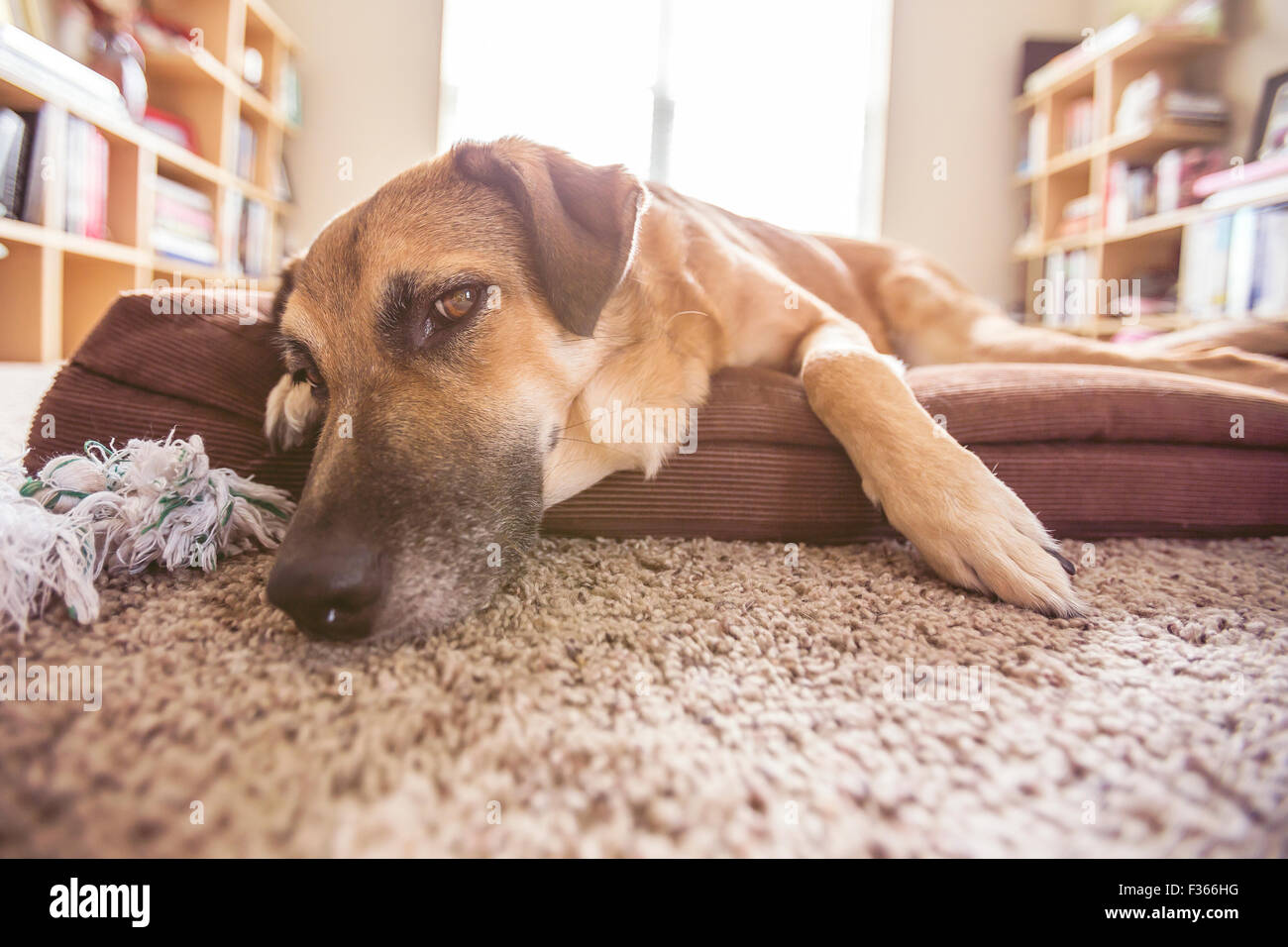 Grand chien chien allongée sur le lit dans une chambre Banque D'Images