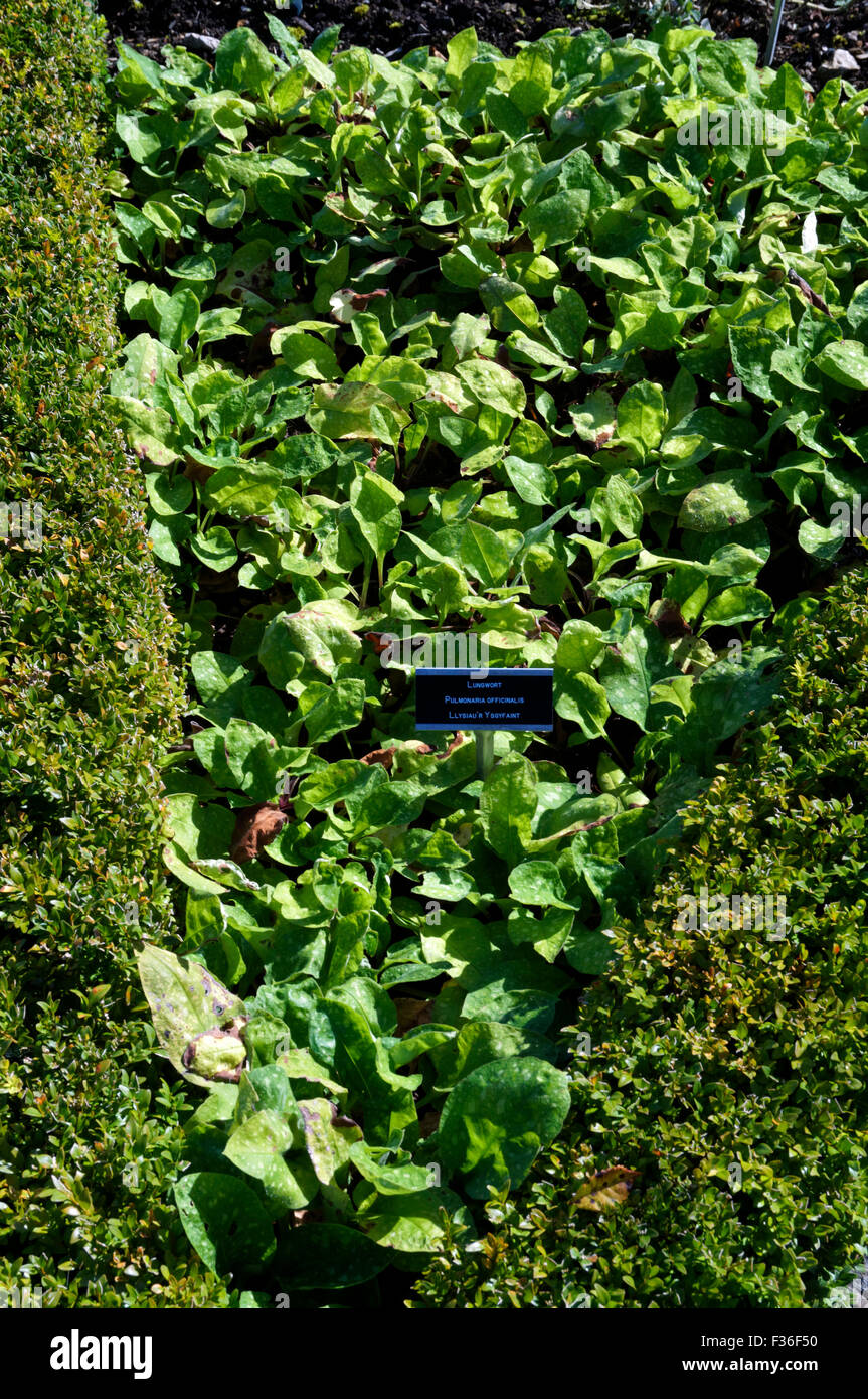 Pulmonaire Pulmonaria officinalis, Physic Garden, Bridgend, Vale of Glamorgan, Pays de Galles, Royaume-Uni. Banque D'Images
