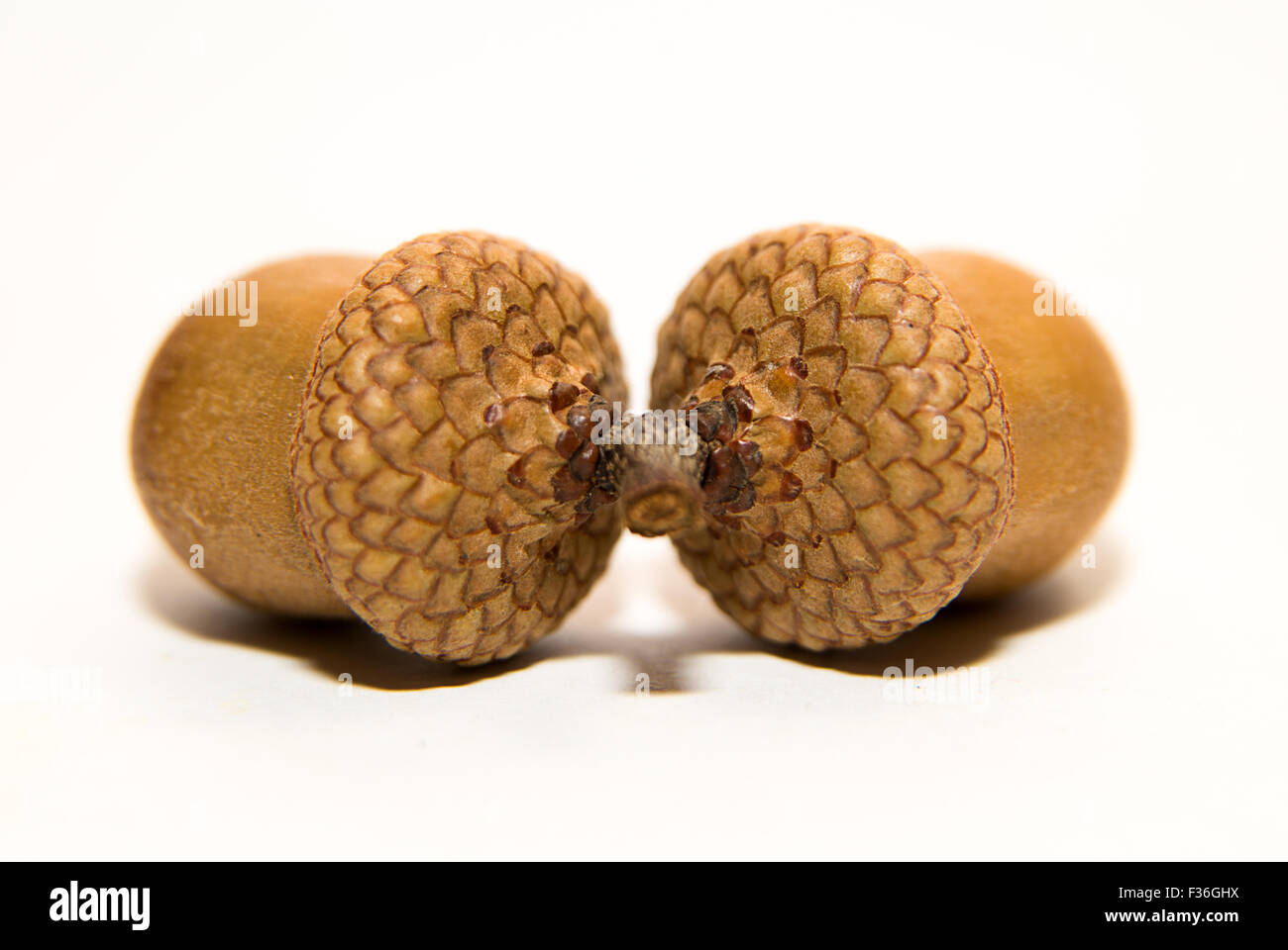 Deux brunes avec acorn caps sur over white Banque D'Images