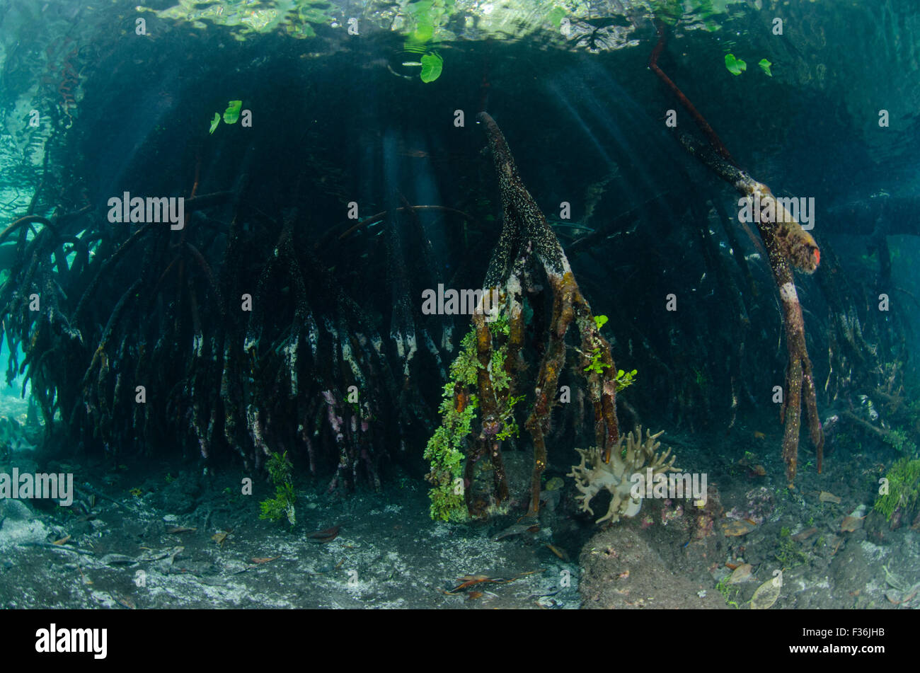 Racines de mangroves couvertes de la croissance dans l'eau claire, l'Île Yangeffo, GAM, Raja Ampat, Indonésie, l'Océan Pacifique Banque D'Images