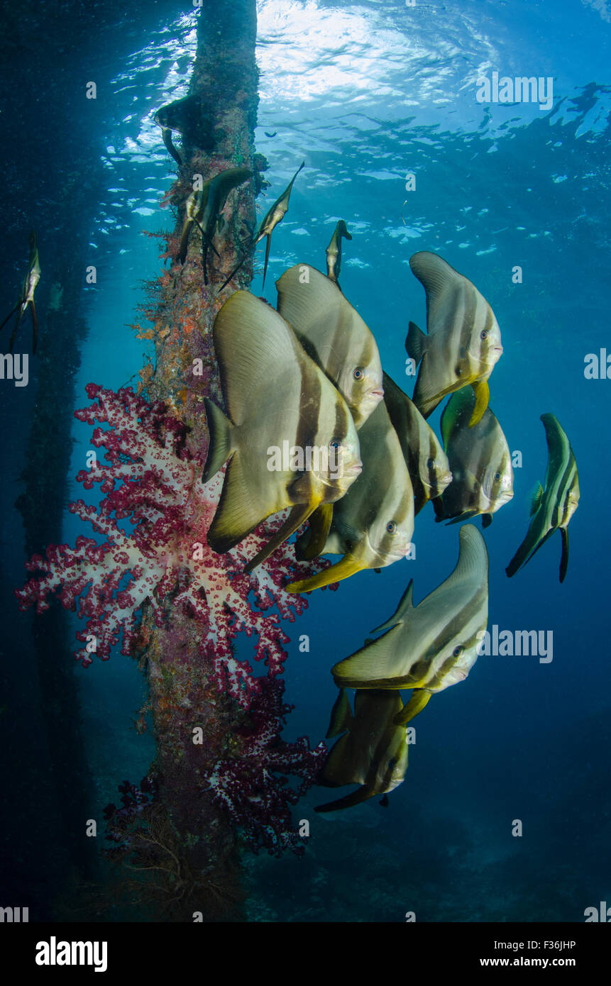 Une école de petit spadefish ou platax teira, platax, avec les coraux mous sous la jetée à Arborek, île du Détroit de Dampier, Raja Ampat, Indonésie Banque D'Images