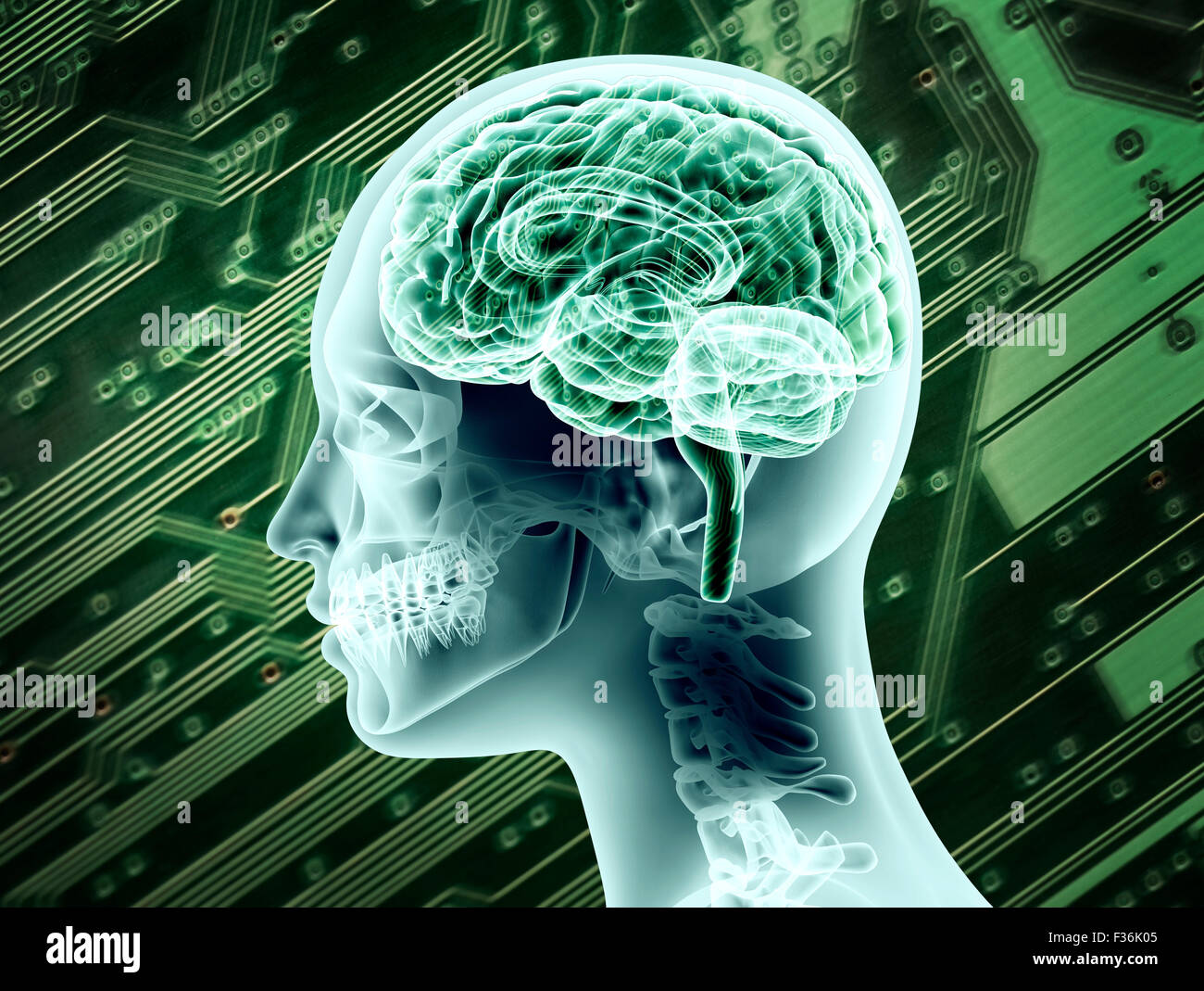 Représentation d'illustration de l'anatomie du cerveau féminin. Banque D'Images