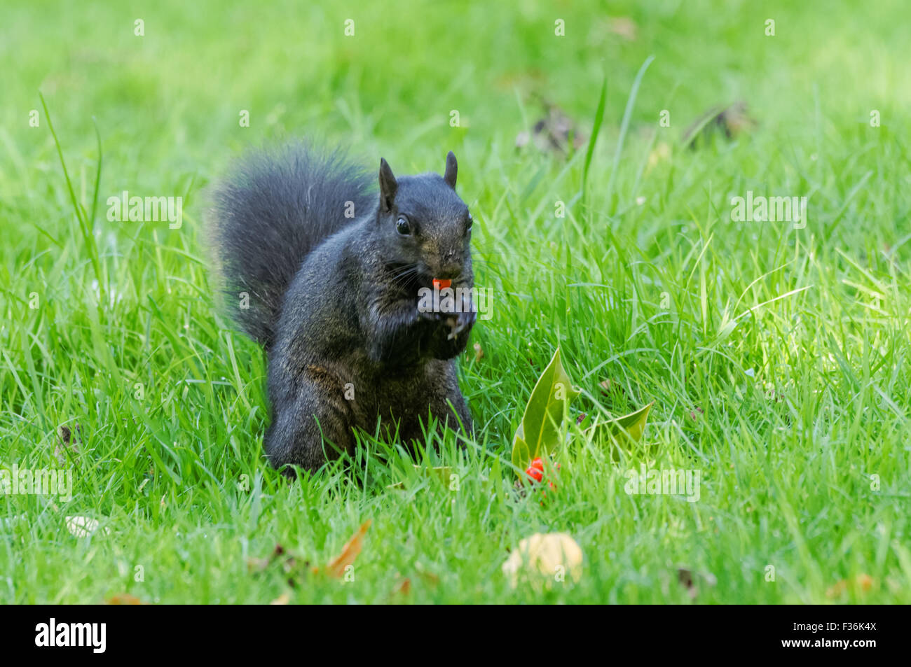 - Un écureuil noir couleur melanistic variante de l'écureuil gris, Hitchin Angleterre Royaume-Uni UK Banque D'Images