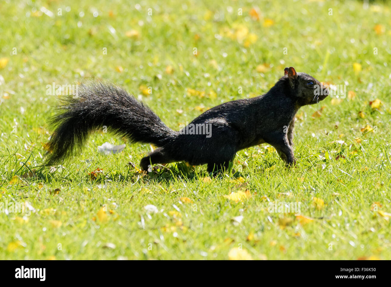 - Un écureuil noir couleur melanistic variante de l'écureuil gris, Hitchin Angleterre Royaume-Uni UK Banque D'Images