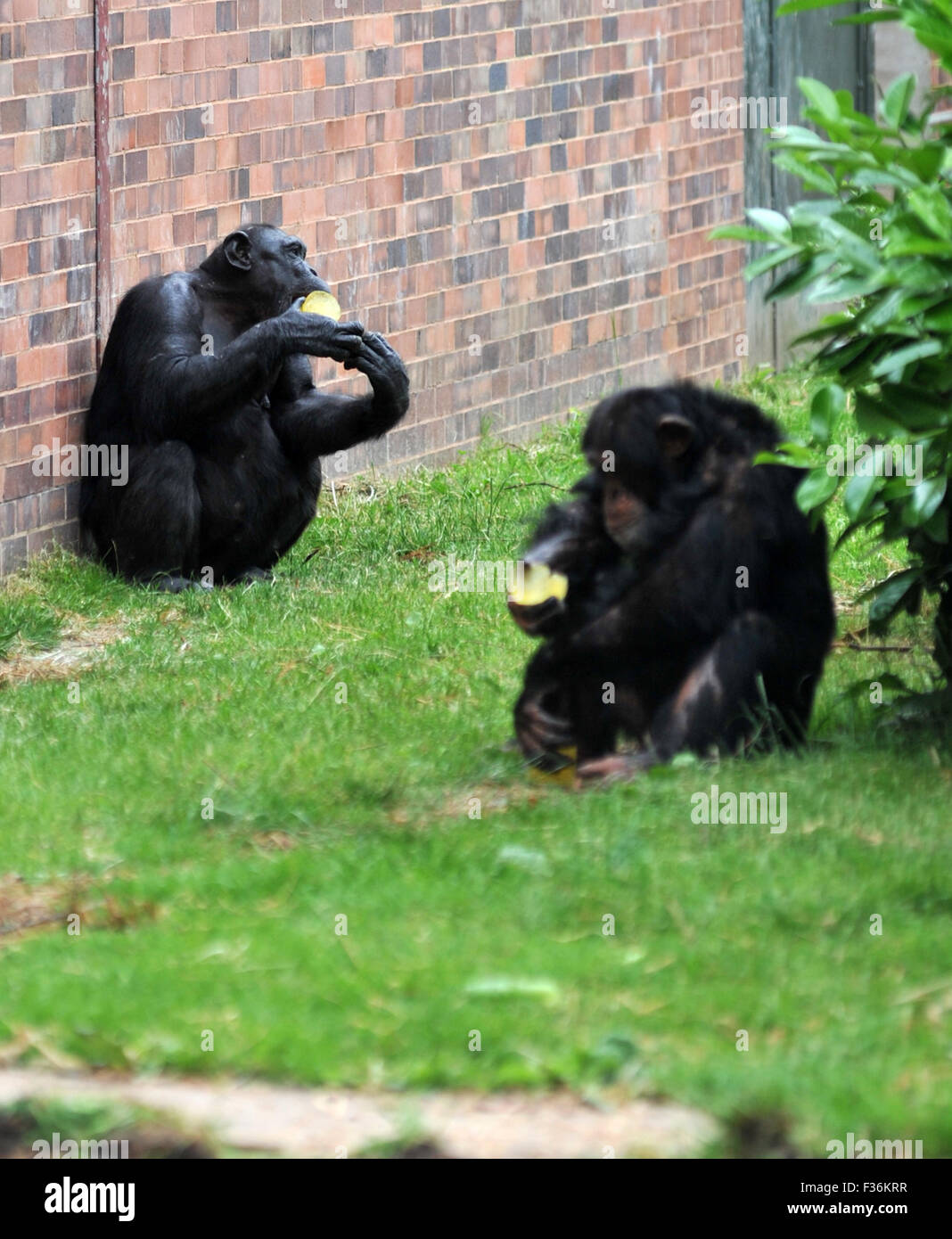 Les singes de ralentissement en pleine vague à Chester zoo avec des sucettes glacées Banque D'Images