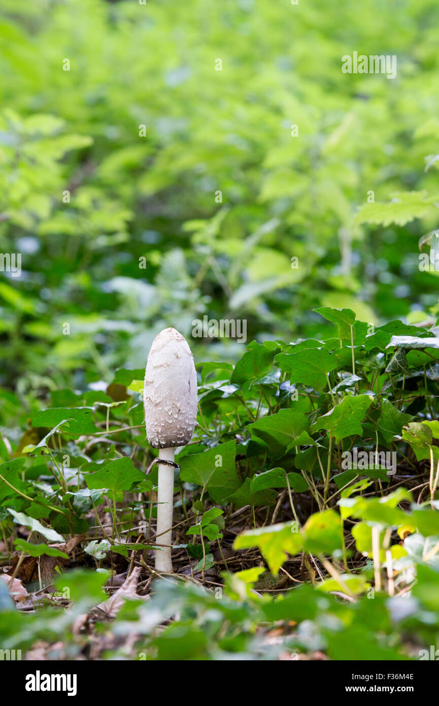 Coprinus comatus. Shaggy cap d'encre à l'automne des champignons dans un bois. UK Banque D'Images