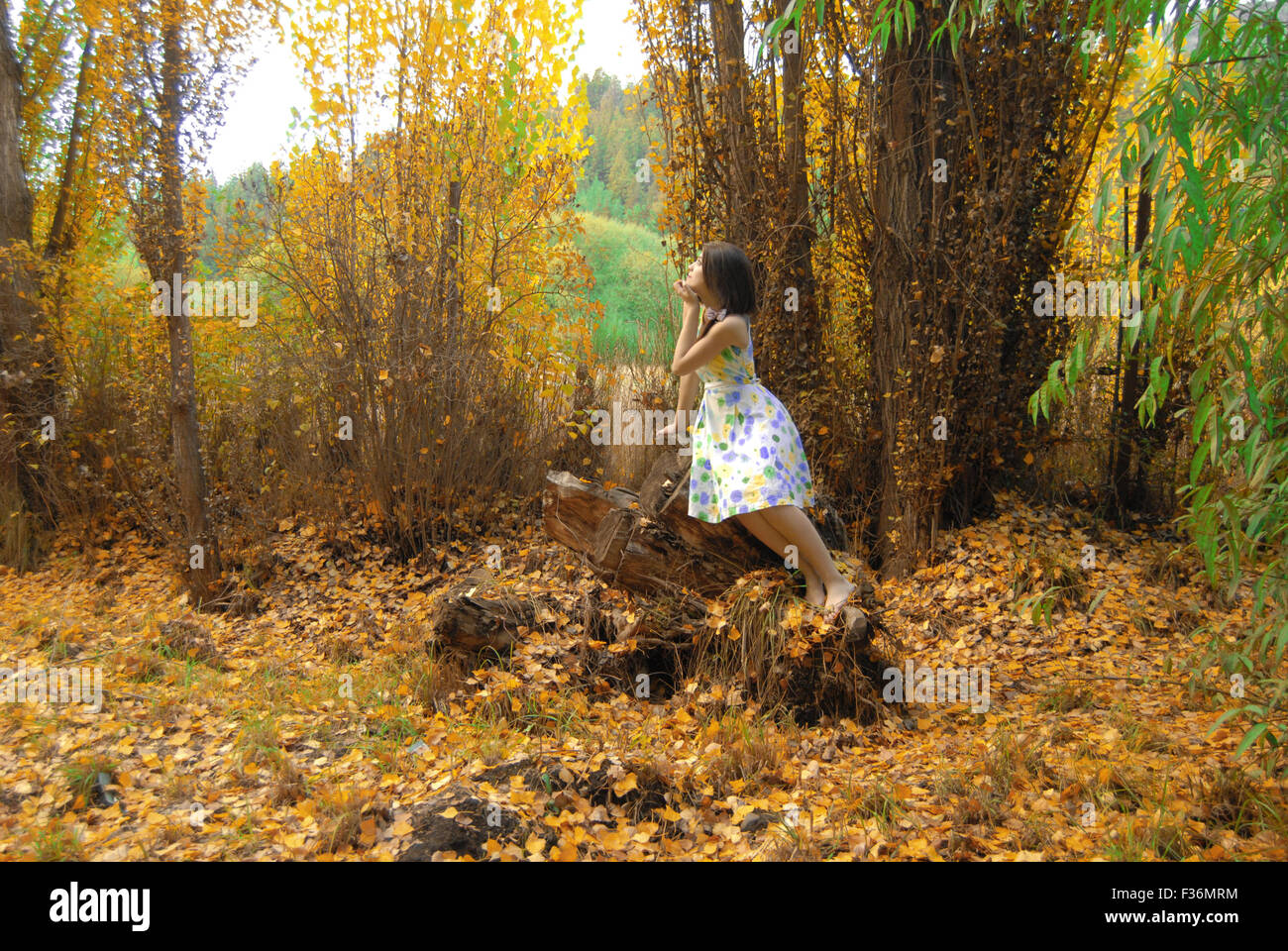 Sur un arbre mort fille beaucoup de feuilles tombent vers le bas à la belle robe d'automne le ciel Banque D'Images