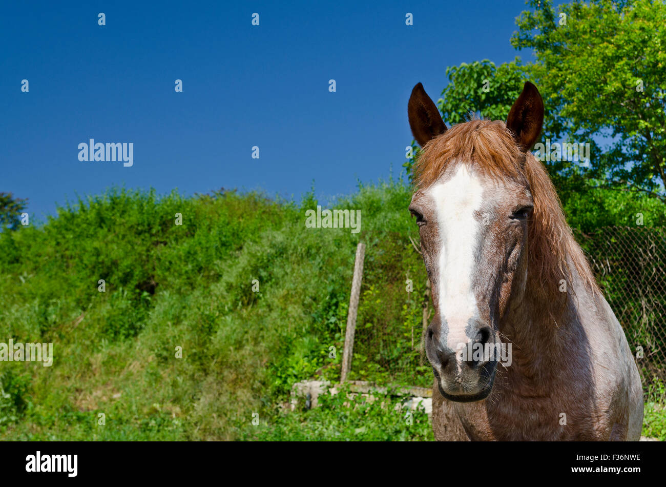 Cheval sur la route à l'été à la campagne Banque D'Images