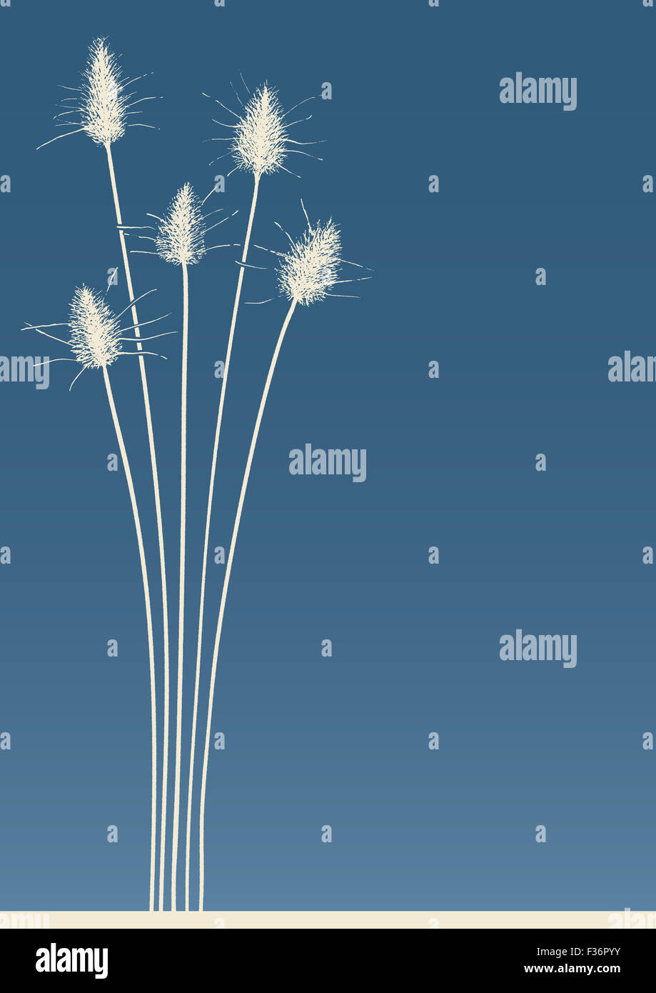 L'herbe de la queue de lapin sur fond bleu Banque D'Images