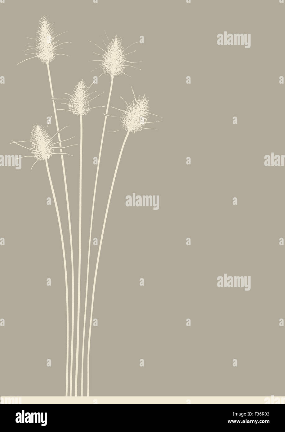 Queue de lapin d'herbe sur fond gris chaud Banque D'Images