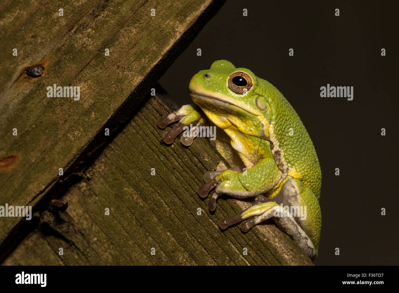 Barking rainette versicolore escalade - Hyla gratiosa treillis de bois Banque D'Images