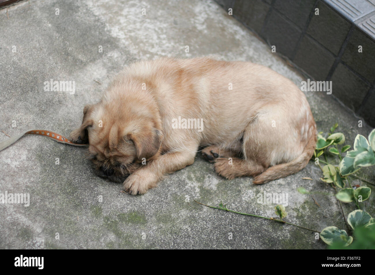 Chiot mignon tan floue de la sieste au-dessus Banque D'Images