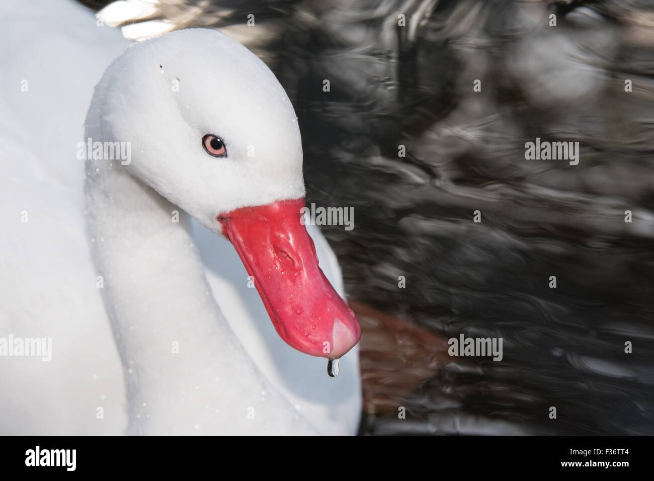 Close up of Swan rouge avec un projet de loi et de l'eau s'égouttant de la loi Banque D'Images