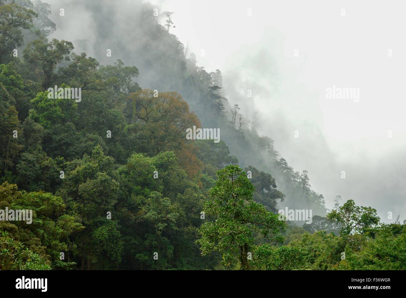 Le brouillard couvrant les pentes près de Fuentes Georginas site autour de Zunil et de Quetzaltenango, Guatemala Banque D'Images