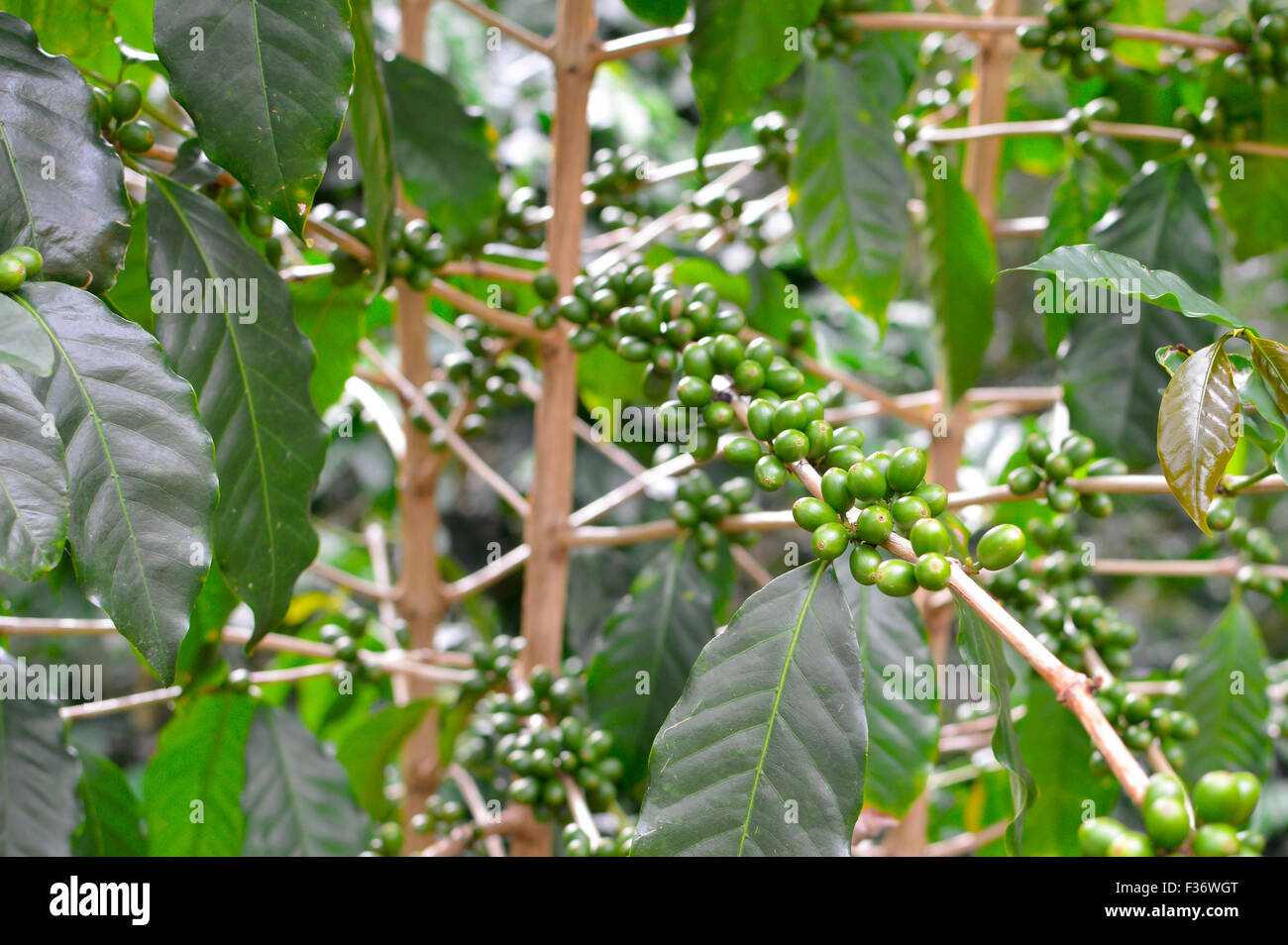 Les grains de café vert dans les hautes terres de la région de Boquete, Chiriqui Panama Banque D'Images