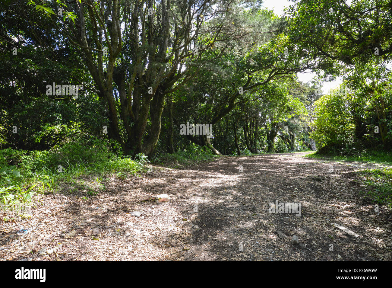 Chemin ombragé sous l'écrin de verdure des arbres à l'intérieur du parc national de Cerro Verde, El Salvador Banque D'Images