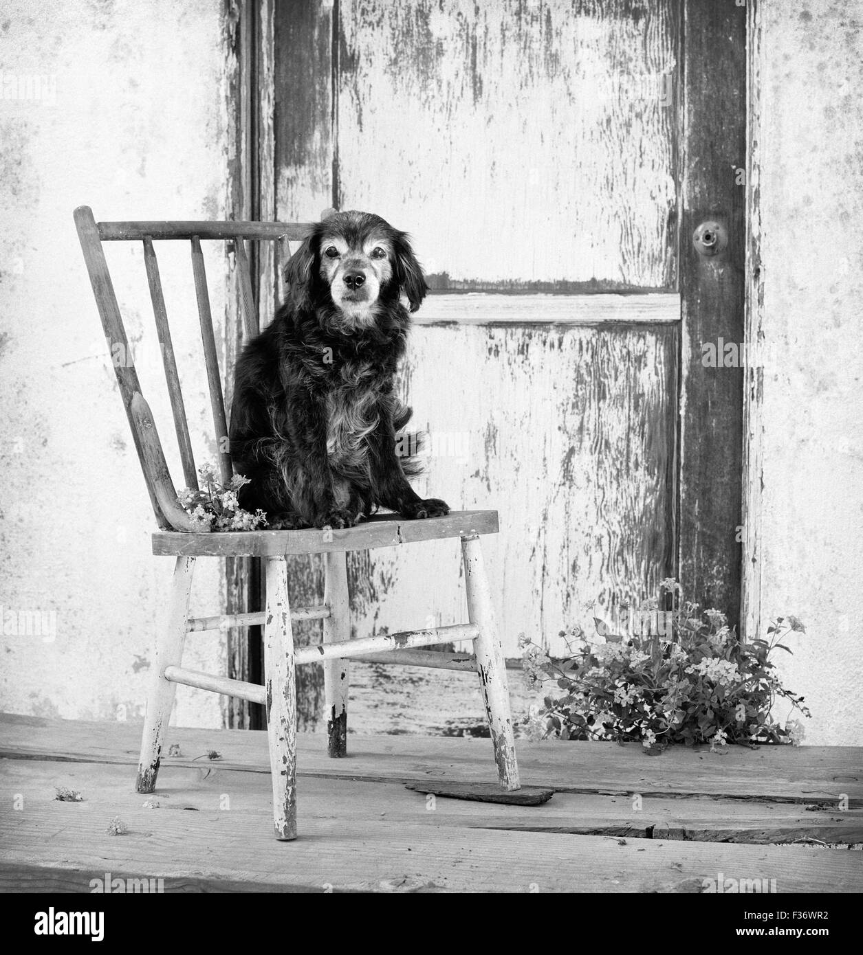 Personnes âgées petit chien cocker mix est assis sur un fauteuil en face de la vieille porte en difficulté sur des planches Banque D'Images