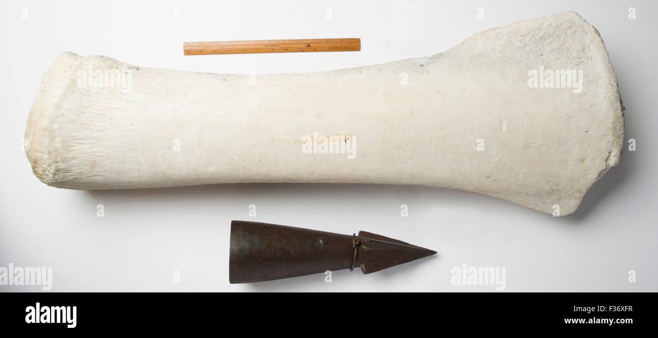 L'os de baleine et tête de harpon utilisé par les premiers colons européens en Nouvelle-Zélande. Banque D'Images