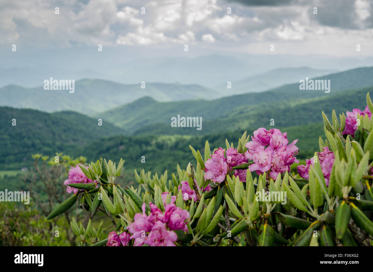 Rhododendron pourpre s'épanouissent dans la Roan Mountain Highlands chaque Juin Banque D'Images