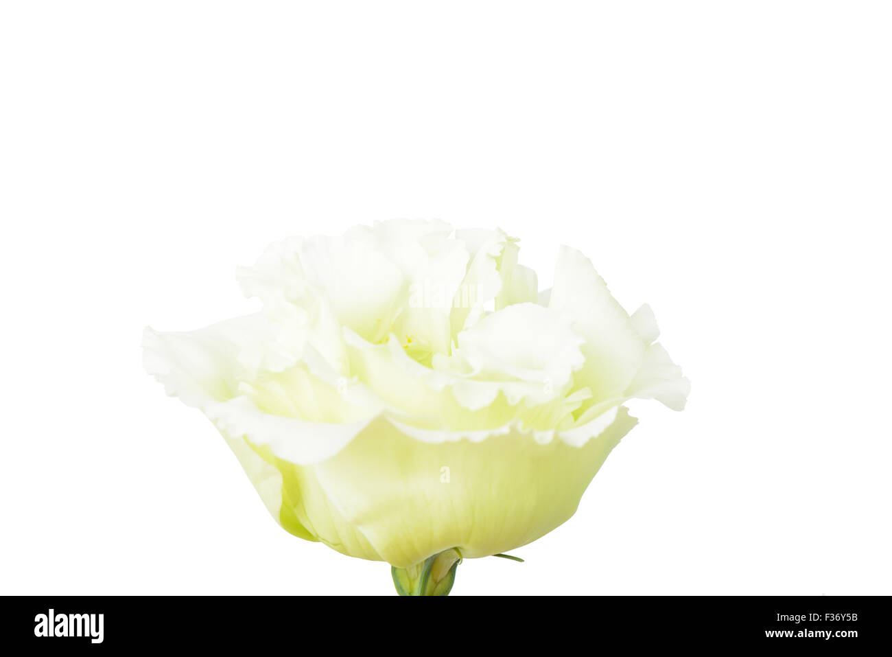 Image macro de fleurs vert jaunâtre, isolated on white Banque D'Images Image macro de fleurs vert jaunâtre, isolated on white Banque D'Images