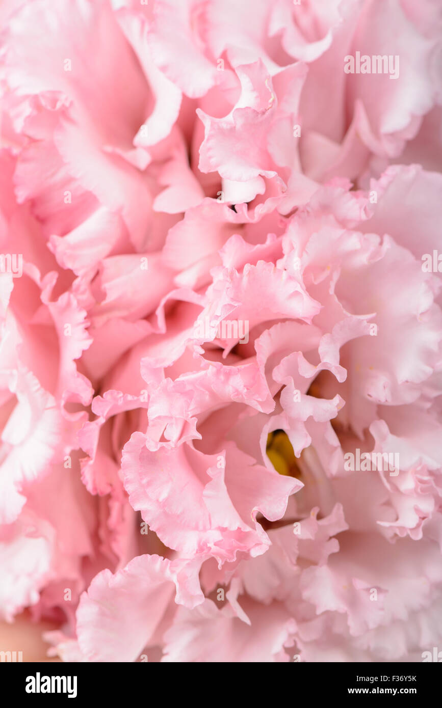 Full Frame macro image of pink carnation flower Banque D'Images