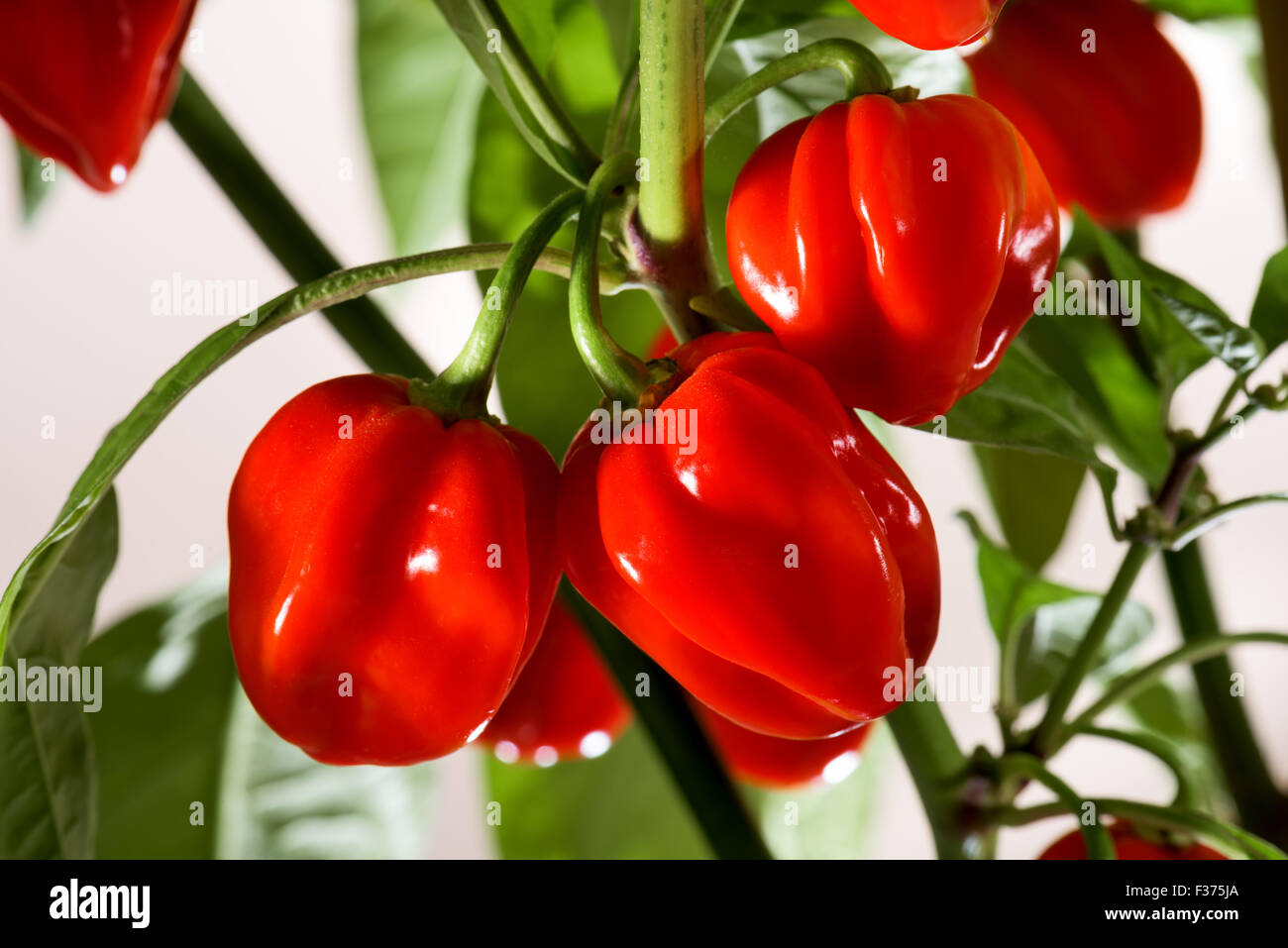 Le Habanero très rouge piment chili chili sur le buisson rouge vert récolte fraîche de l'automne brillant alimentaire épices cook blanc épicé Banque D'Images
