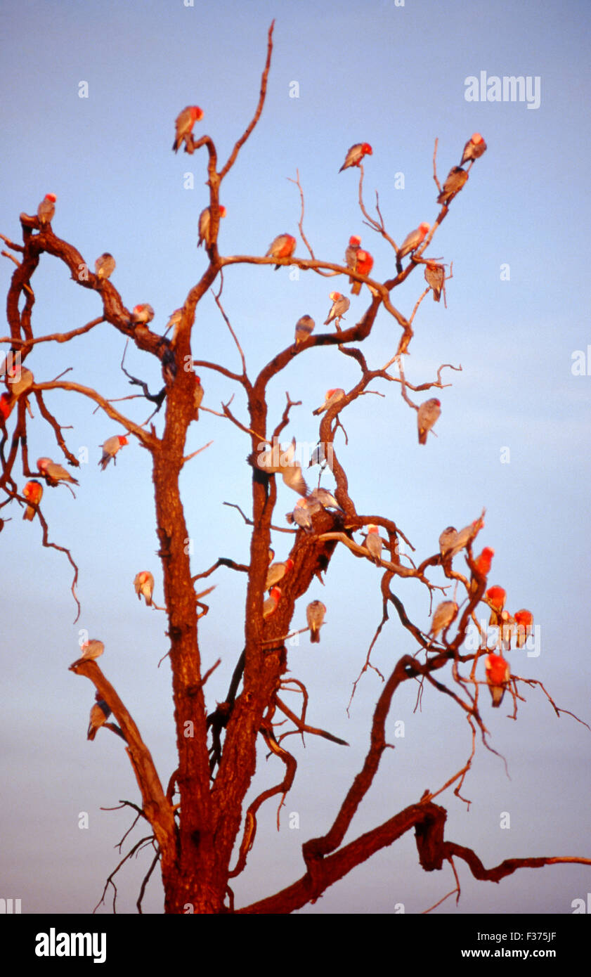 Troupeaux de GALAHS (CACATUA ROSEICAPILLA) se percher dans les grands arbres sont un spectacle familier dans l'Australie centrale. Banque D'Images