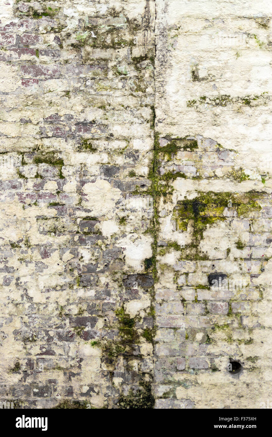 Moule verte pousse sur un chiffon blanc, mur de brique Banque D'Images