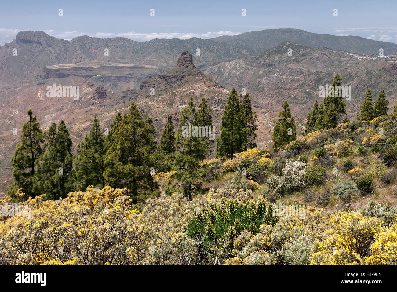 Vue depuis le sentier jusqu'à la Roque Nublo, la végétation en fleurs, genêts en fleur jaune (Genista) île des Canaries pin (Pinus Banque D'Images