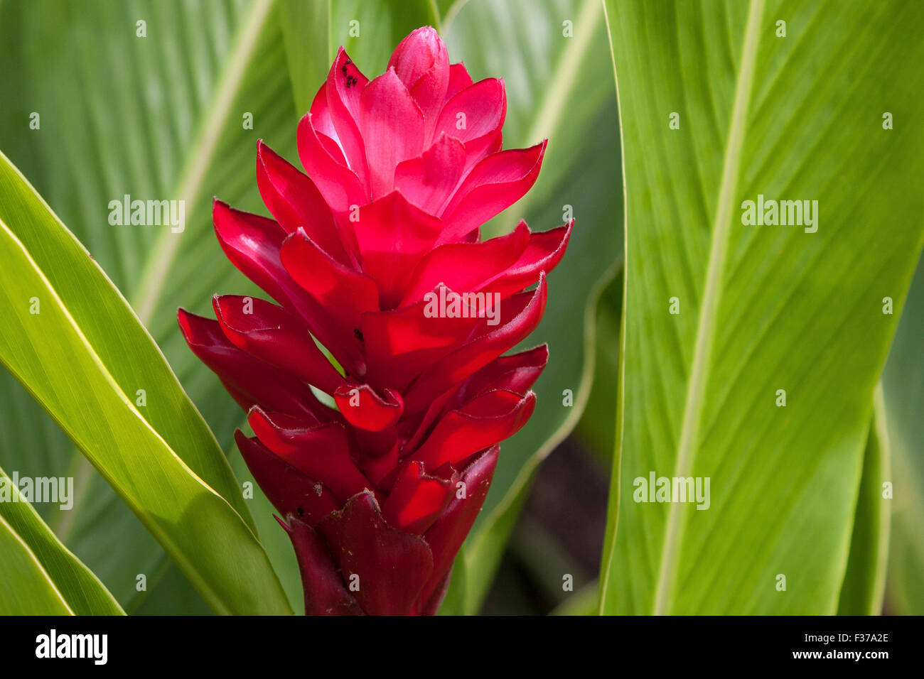 Red ginger, autruche plume également ou rose Alpinia purpurata gingembre (cône), l'île de Mahé, Seychelles Banque D'Images
