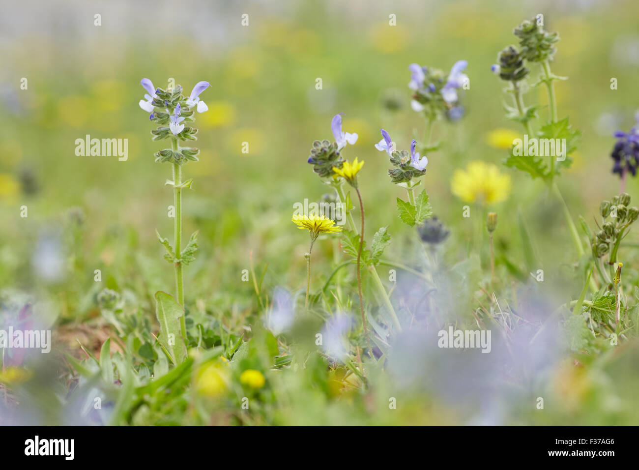 Jaune et violet fleurs des prés Banque D'Images