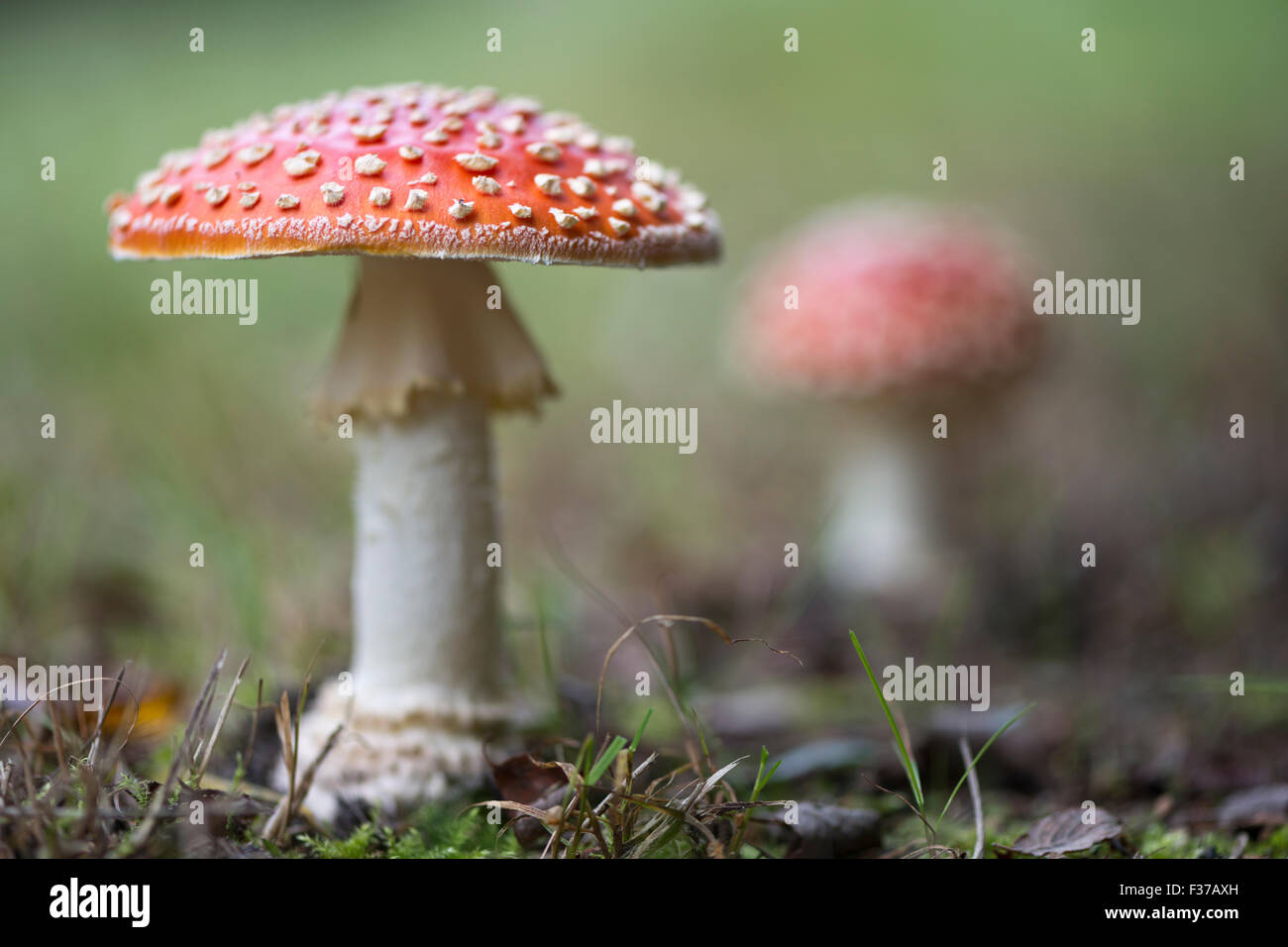 Fly agarics (Amanita muscaria), de l'Ems, Basse-Saxe, Allemagne Banque D'Images