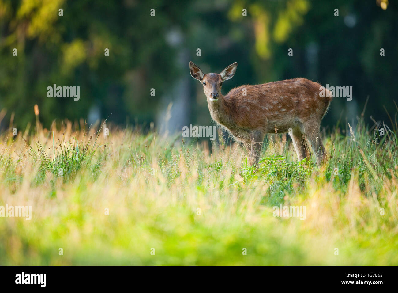 Red Deer (Cervus elaphus), fauve, captive, Saxe, Allemagne Banque D'Images