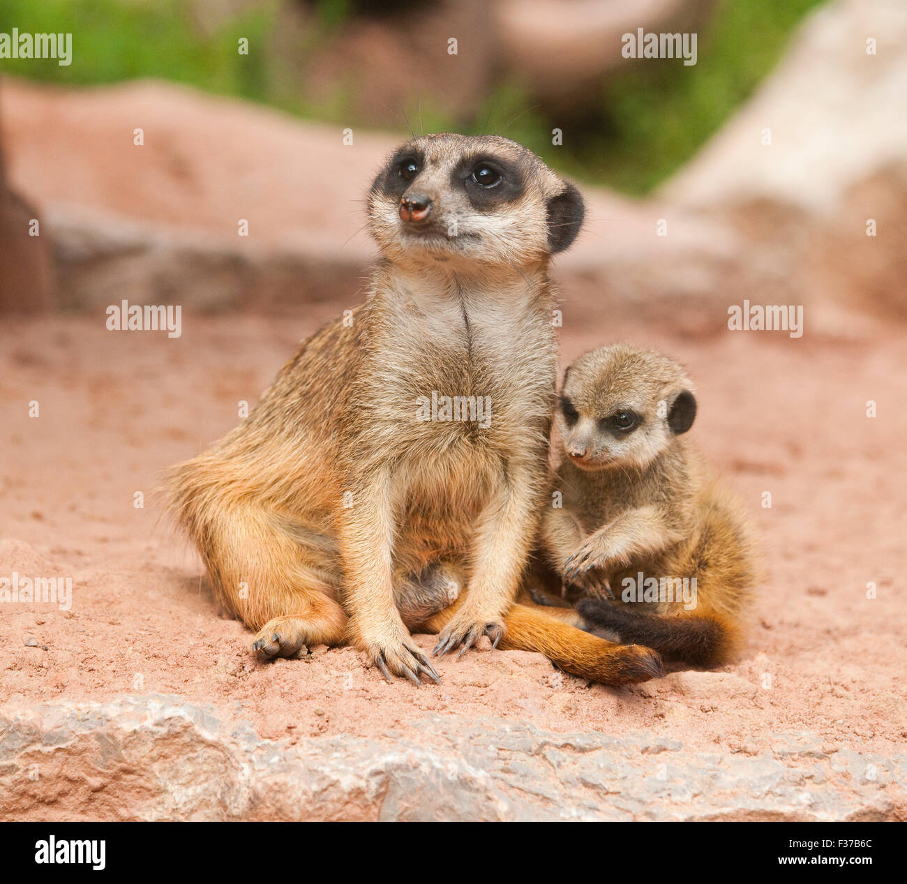 Les suricates (Suricata suricatta), et les jeunes adultes, captive, Thuringe, Allemagne Banque D'Images