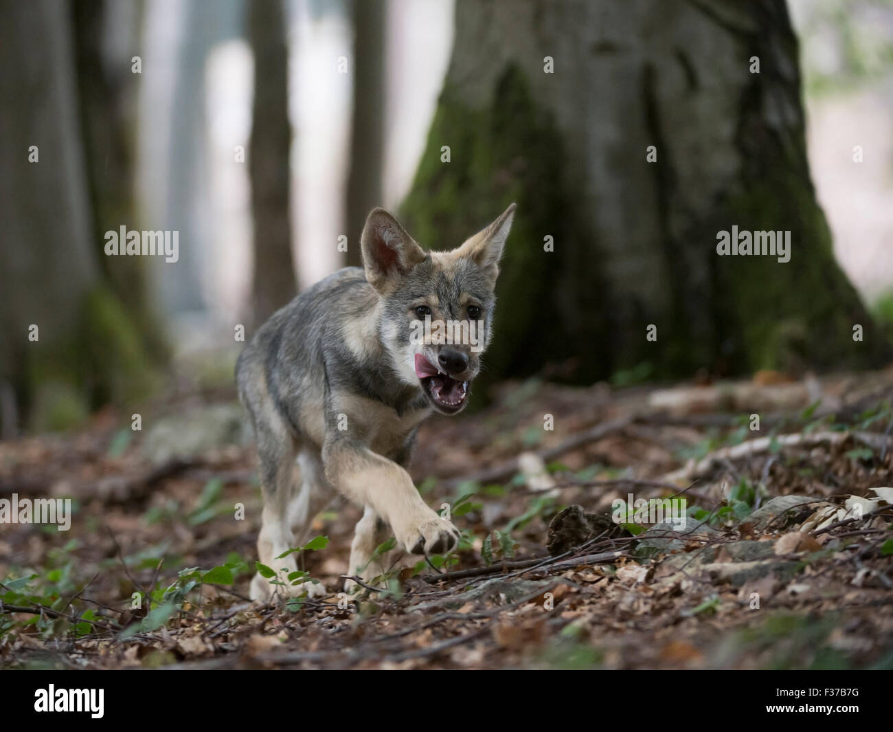 Wolf (Canis lupus), la marche dans la forêt, captive, Allemagne Banque D'Images