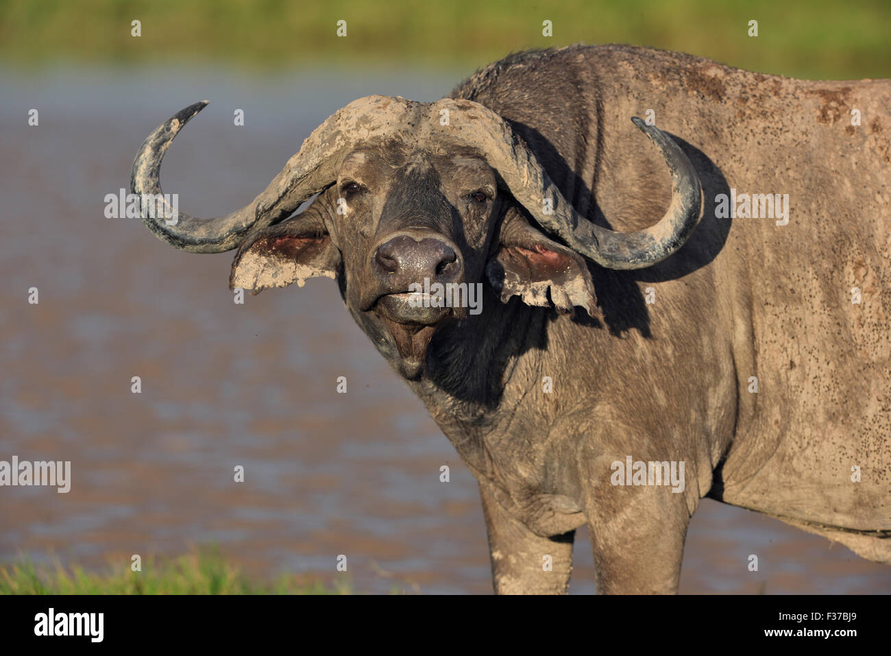 Buffle africain ou buffle (Syncerus caffer), dans les marécages, Amboseli, Kenya Banque D'Images