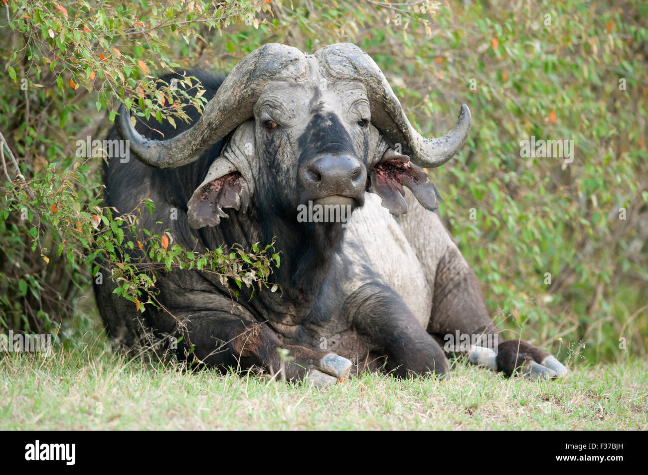 Old african buffalo, buffle (Syncerus caffer), allongé dans l'herbe, Maasai Mara National Reserve, Kenya, comté de Narok Banque D'Images