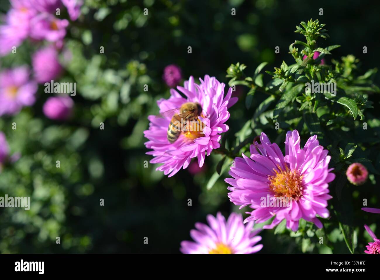 Yellow Jacket La collecte du pollen Banque D'Images