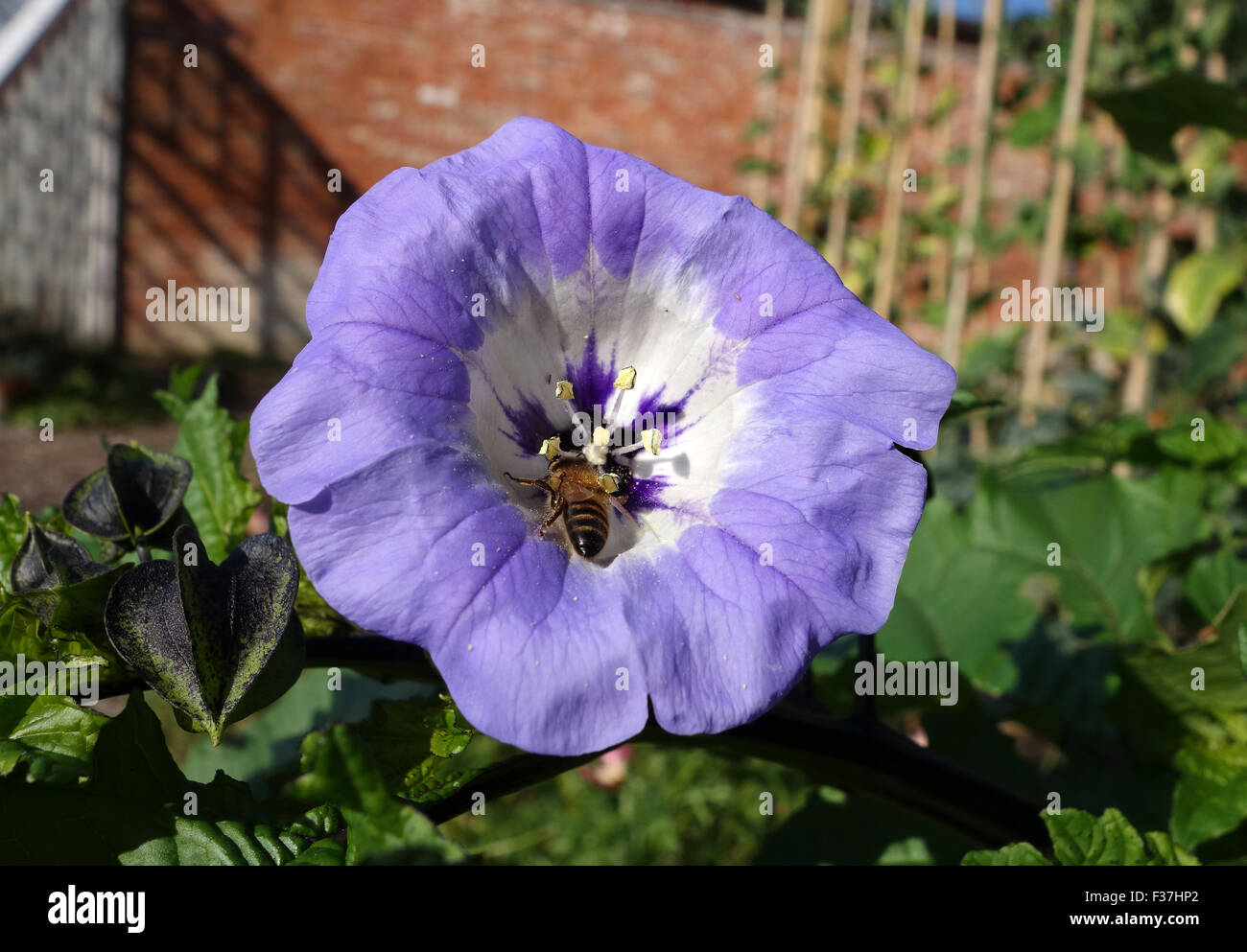 Nicandra physalodes noms communs d'apple-Pérou et shoo-fly plant Banque D'Images